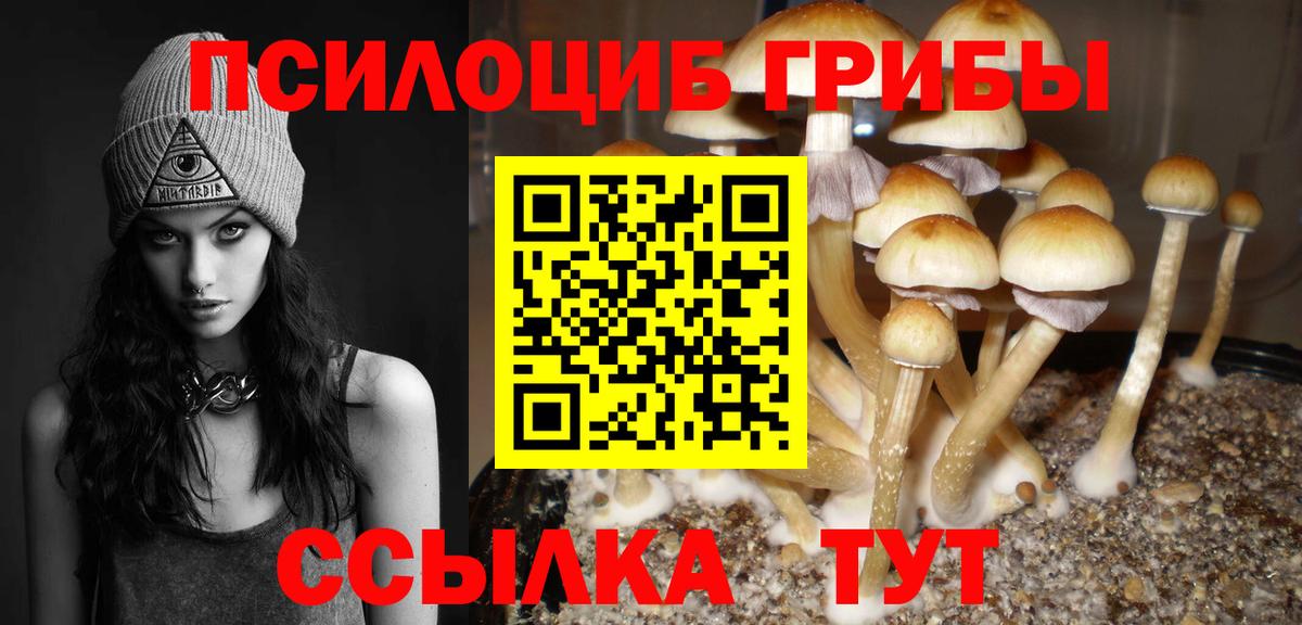 Богданович  Галлюциногенные грибы Psilocybe  что такое наркотик  Вход с VPN 